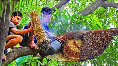 গ্রামের চাক ভাঙ্গা খাঁটি মধু(1-Litre)_img_3
