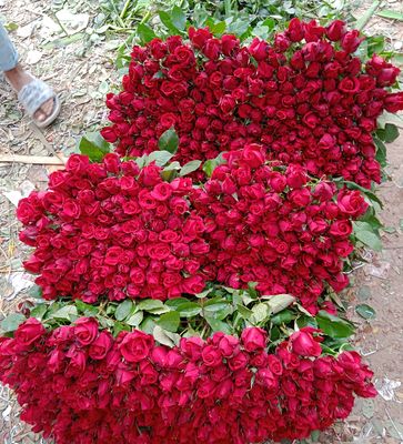 পাইকারী দরে গোলাপ ফুল কিনুন_img_0