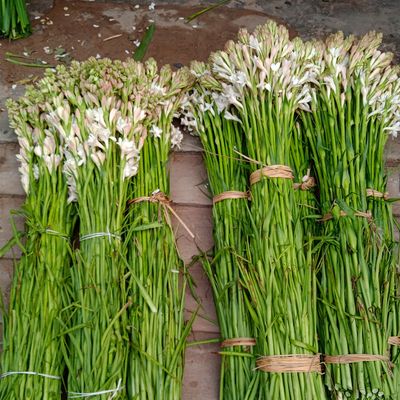 পাইকরী দামে রজনীগন্ধা ফুল কিনুন যশোরের গদখালী থেকে_img_1