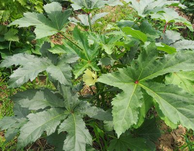 উচ্চ ফলনশীল দেশি জাতের উন্নত মানের ঢেঁড়শ বীজ_img_2