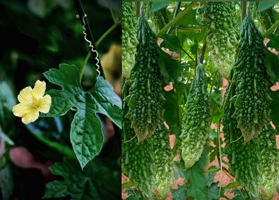 উচ্চ ফলনশীল "মারুফ-১" উন্নত মানের তিত করলা বীজ_img_1