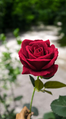 artificial rose flower big size_img_1