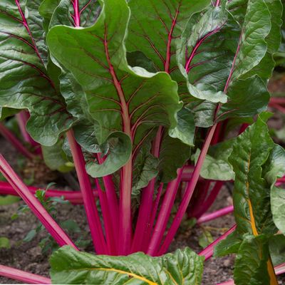 উন্নতমানের উচ্চ ফলনশীল হাইব্রিড বিটরুট বীজ_img_1