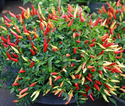 উচ্চ ফলনশীল হাইব্রিড অর্নামেন্টাল মরিচ বীজ_img_1