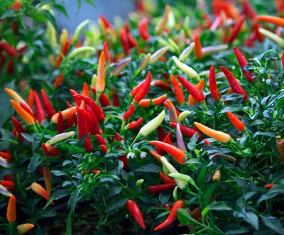 উচ্চ ফলনশীল হাইব্রিড অর্নামেন্টাল মরিচ বীজ_img_2