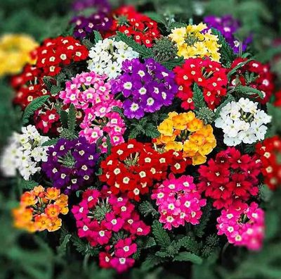 বিশুদ্ধ ভার্বেনা (Verbena) ফুলের বীজ – উন্নত মানের ও মৌলিক জাত_img_0