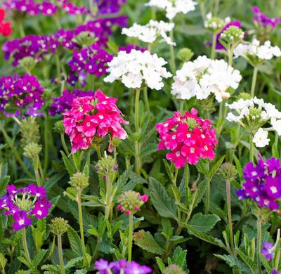 বিশুদ্ধ ভার্বেনা (Verbena) ফুলের বীজ – উন্নত মানের ও মৌলিক জাত_img_1