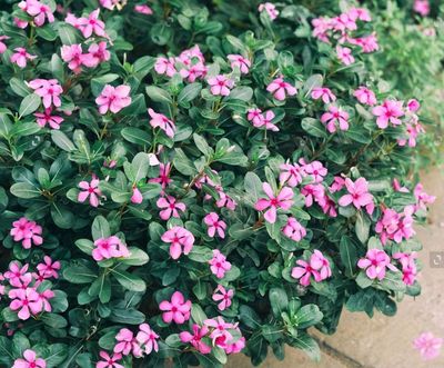 উন্নত ফলনশীল নয়নতারা ফুলের মানসম্পন্ন বীজ_img_0