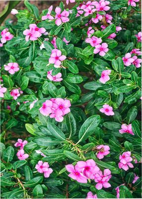 উন্নত ফলনশীল নয়নতারা ফুলের মানসম্পন্ন বীজ_img_1