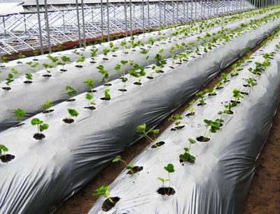 উচ্চ মানসম্পন্ন মালচিং পেপার_img_0