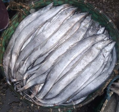 churi fish_img_0