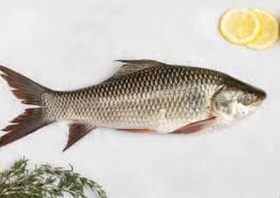 Rui Fish Whole (3 kg+ Size)- Per Kg - 370/-_img_0