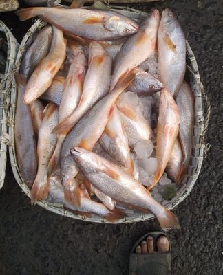 Lal Poa- 3 Pcs Kg_img_0