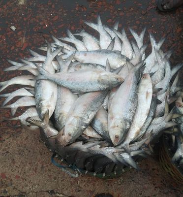 ilish (SEA) -3 Pcs kg_img_0