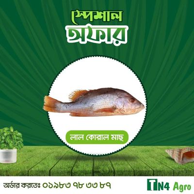 Red Snapper (লাল কোরাল)_img_0