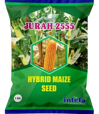 যুরাহ ২৫৫৫ হাইব্রিড ভূট্টা বীজ । Jurah 2555 Hybrid Corn / Maize Seed_img_0