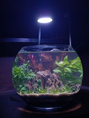 Planted cristal jar_img_1
