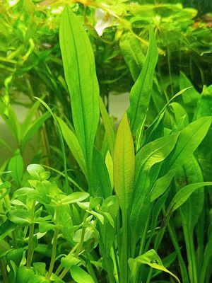 Amazon sword_img_0