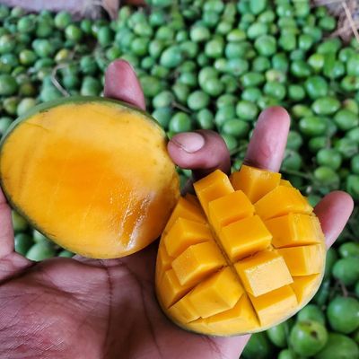 হিমসাগর_img_1