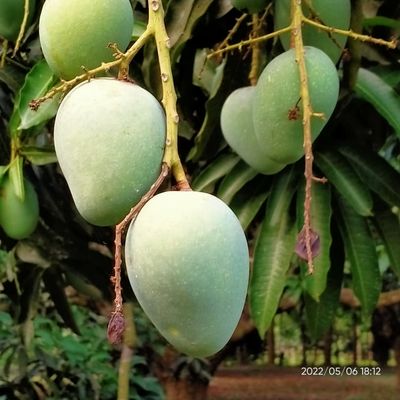 গোপালভোগ আম l_img_2