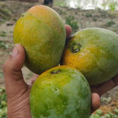 গোপালভোগ আম l_img_3
