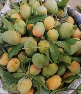গোপালভোগ আম l_img_1