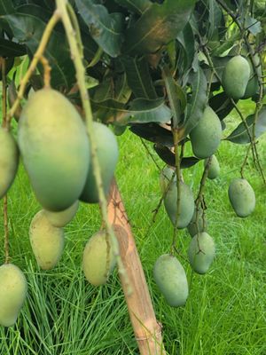 আম্রপালি গাছ_img_0
