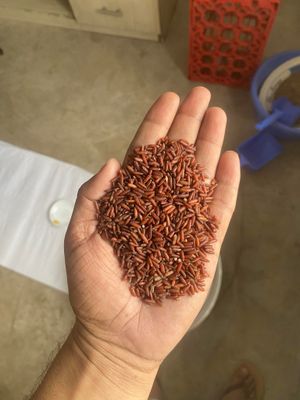 ব্রি-৮৪ ফুল ফাইবার চিকন চাল ২৫ কেজি_img_3