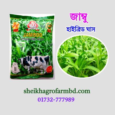 হাইব্রিড জাম্বু ঘাস (লাল বীজ)_img_0