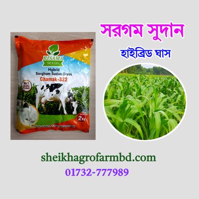 সরগম সুদান হাইব্রিড ঘাস (২ কেজি প্যাকেট - সবুজ বীজ)_img_0