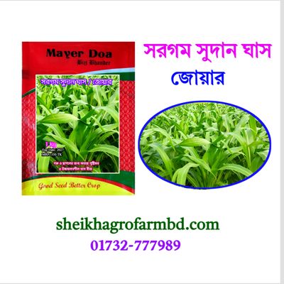 সরগম সুদান ঘাস (সাদা বীজ)_img_0