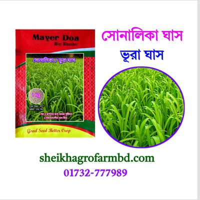 সোনালিকা / ভূরা ঘাস_img_0