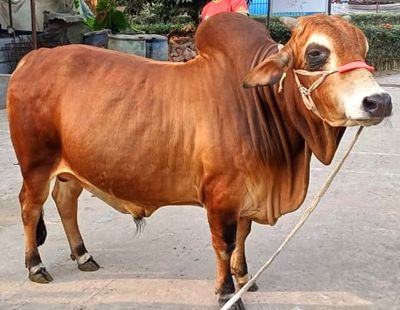 দেশি গরু মাংস_img_0