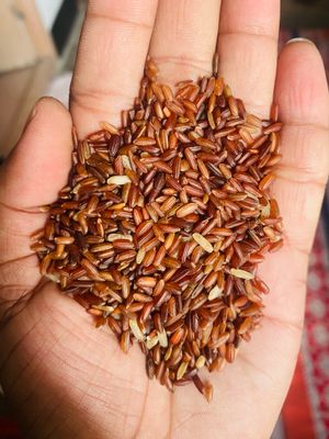 লাল গাঞ্জিয়া চিকন ফুল ফাইবার চাল ২৫ কেজি_img_4