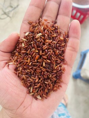লাল গাঞ্জিয়া চিকন ফুল ফাইবার চাল ২৫ কেজি_img_3