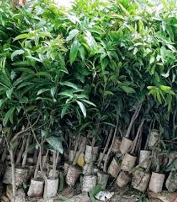 গোপালভোগ আম_img_0