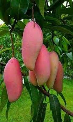 কিউজাই আম_img_0