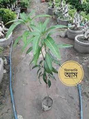 সূর্যডিম বা মিয়াজাকি আম_img_3