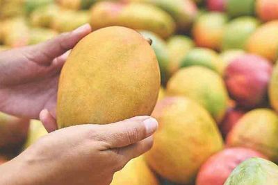 আলফানসো আম_img_1