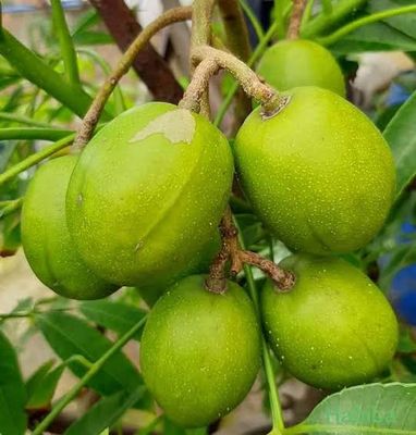 থাই বারোমাসি আমরা_img_2