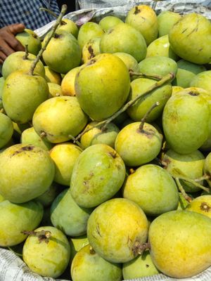 সাতক্ষীরার হিমসাগর আম (Himsagor Mango)_img_1