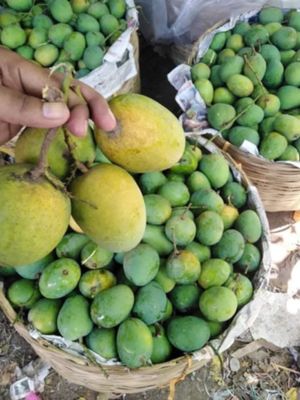 সাতক্ষীরার হিমসাগর আম (Himsagor Mango)_img_4