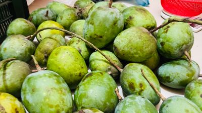 সাতক্ষীরার গোবিন্দভোগ আম (Gobindovog Mango)_img_4