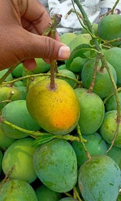 হিমসাগর আম আম ২৫ কেজি পয়েন্ট ডেলিভারি_img_0