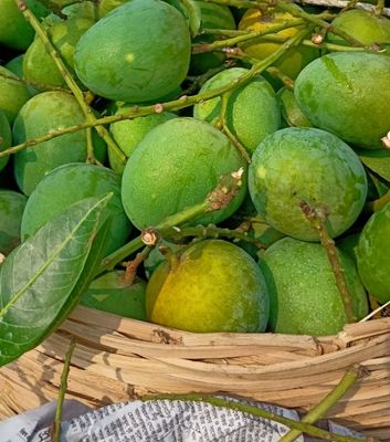 হিমসাগর আম আম ২৫ কেজি পয়েন্ট ডেলিভারি_img_3