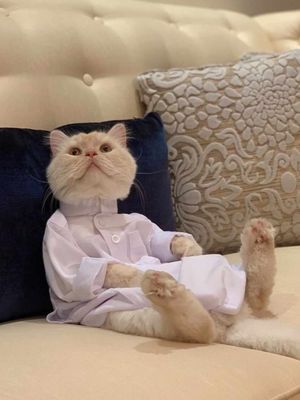 cat panjabi_img_0