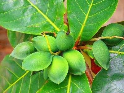 কাঠবাদাম_img_1