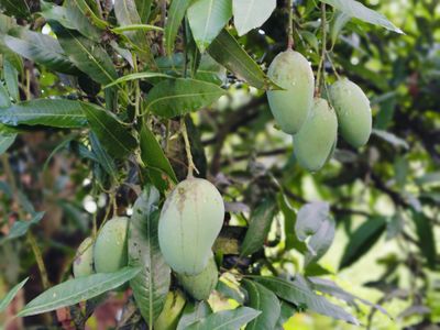 আম্রপালি ১২ কেজি পয়েন্ট ডেলিভারি