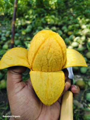 ল্যাংড়া ১২ কেজি পয়েন্ট ডেলিভারি