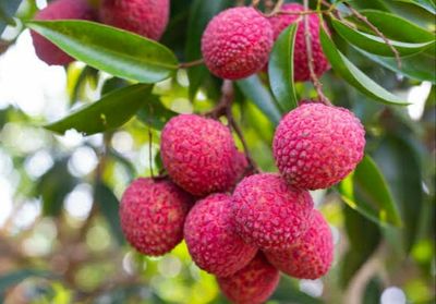 চায়না-৩ লিচু🍒 ১০০পিস আটি"_img_1